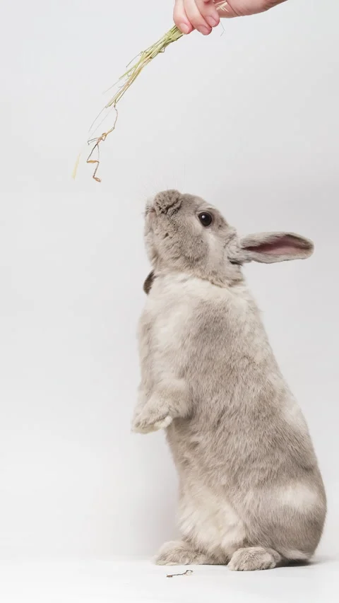 Funny gray dwarf rabbit standing on two hind legs, reaching up, eating hay fr Stock Footage 236713915