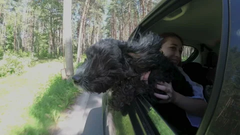 A funny gray-haired black dog leaned out of the window of a fast-moving car on a 스톡 동영상 148446121