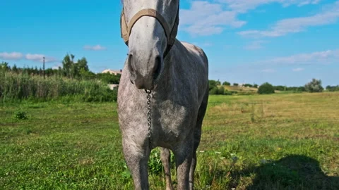 Funny Gray Horse Looking in Camera Against Blue Sky in Green Meadow, Slow Motion Stock Footage 201665850