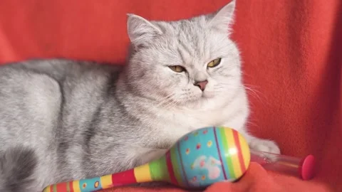 Funny gray kitten. Stock Footage 172550859