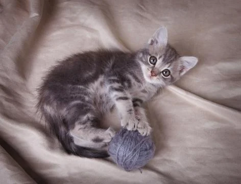 Funny gray kitten Stock Photos