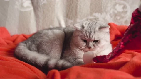 Funny gray kitten on a red background. Stock Footage 172550471