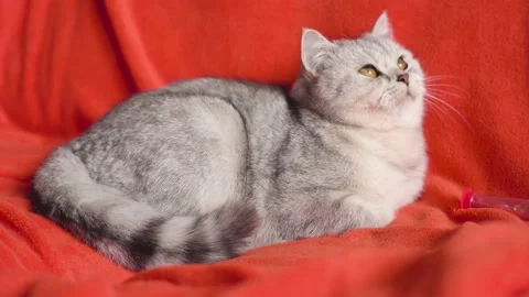 Funny gray kitten on a red background. Stock Footage 172550516