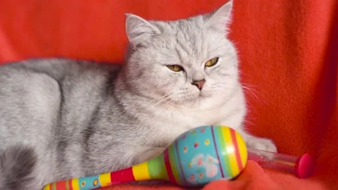 Funny gray kitten on a red background. Stock Footage 172550825