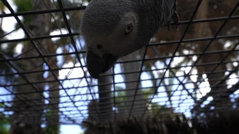 Funny gray parrot communicate with you 스톡 동영상 104153285
