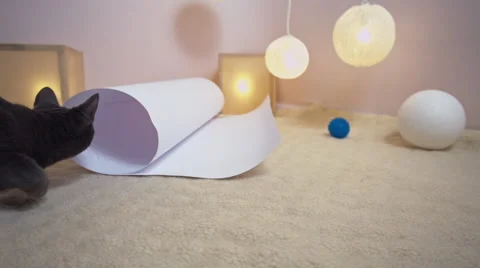 Funny gray playing cat climbing in paper tube. Stock Footage 61202979