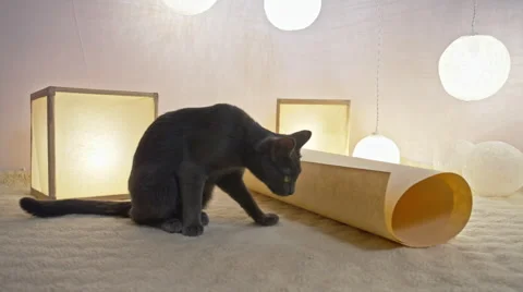 Funny gray playing cat climbing in paper tube. Stock Footage 61203482