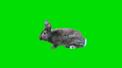 Funny gray rabbit Stock Footage 70554929