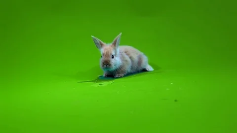 Funny gray rabbit Stock Footage 70723713