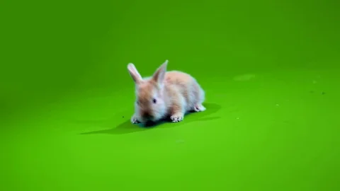 Funny gray rabbit Stock Footage 70723734