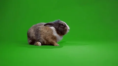 Funny gray rabbit Stock Footage 70723759