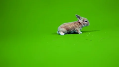 Funny gray rabbit Stock Footage 70723765
