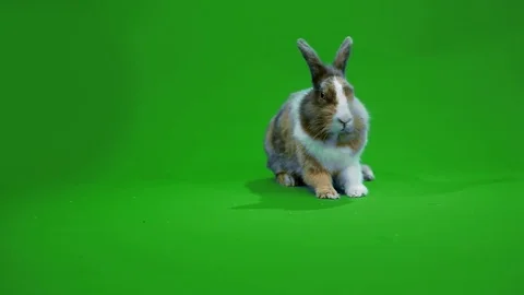 Funny gray rabbit Stock Footage 70724151