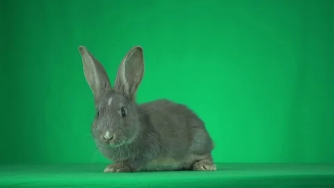 Funny gray rabbit on a green background Stock Footage 81947224