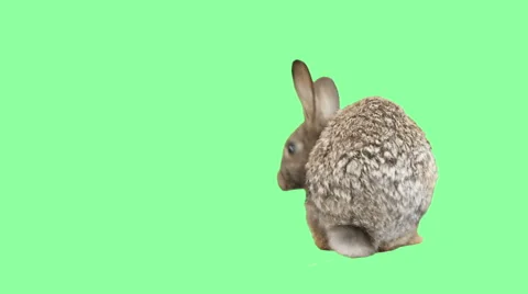 Funny gray rabbit on a green screen Stock Footage 64679645