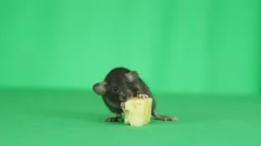 Cat feeds rat king with cheese Stock Photo by ©Iridi 311613576