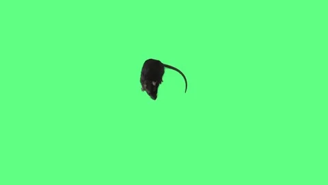 Funny gray rat on green screen, top view Stock Footage