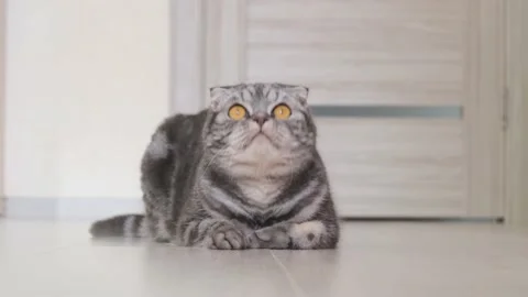 A funny gray Scottish fold cat with yellow eyes playfully looks around with Stock Footage 149186098
