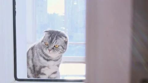 Funny gray Scottish fold cat Stock Footage 149412081