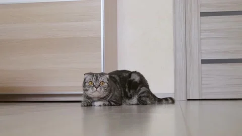 A funny gray Scottish fold cat Stock Footage 149568402