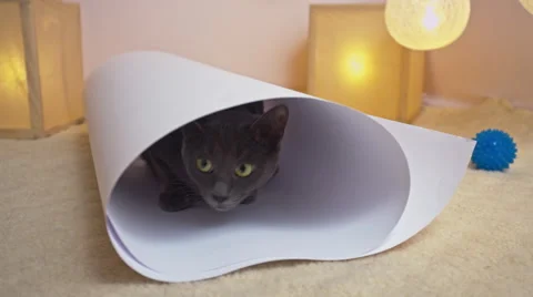 Funny gray sneaking cat in paper tube. Stock Footage 61203314