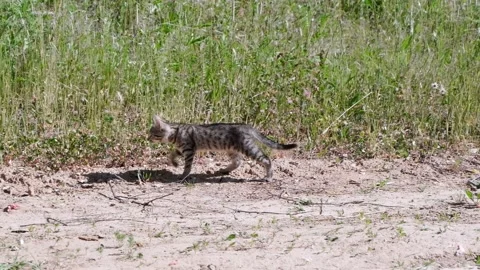 Funny gray striped kitten rides, walks along the road in the park against the Stock Footage 201740692