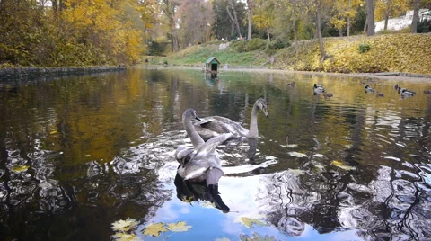 Funny Gray Swans On A Pond Stock Footage 64732454