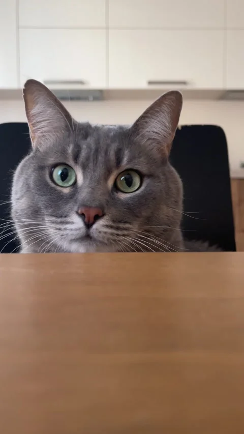 A funny gray tabby cat with big green eyes Stock Footage 303507127
