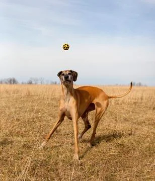 Funny great Dane facing viewer with yellow ball in mid air over head Stock Photos