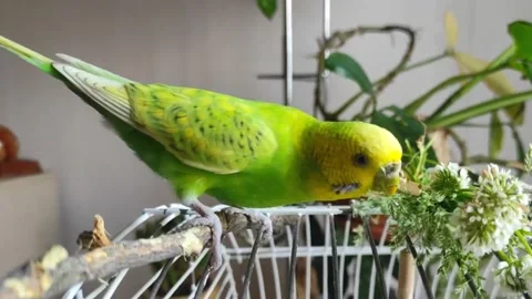 Funny green budgerigar parrot eats from above the cage. Video stock 199270848