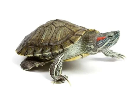Funny green turtle Stock Photos
