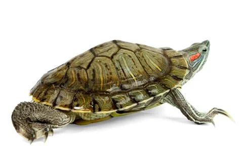 Funny green turtle Stock Photos
