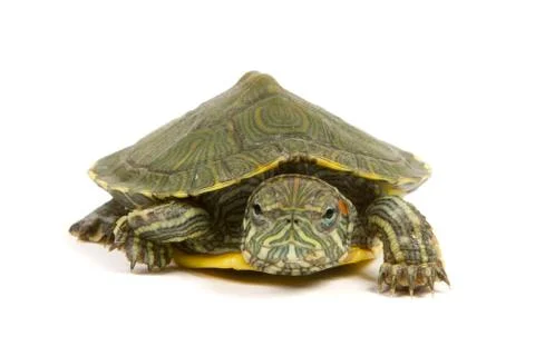 Funny green turtle Stock Photos