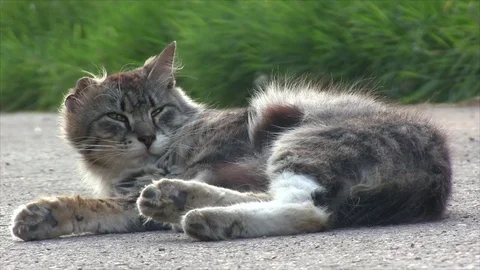 Funny grey cat with crumpled ear lying on the ground Stock Footage 76926204