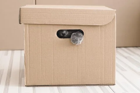 Funny grey cat looking curious out of a hole in a cardboard box. Stock Photos