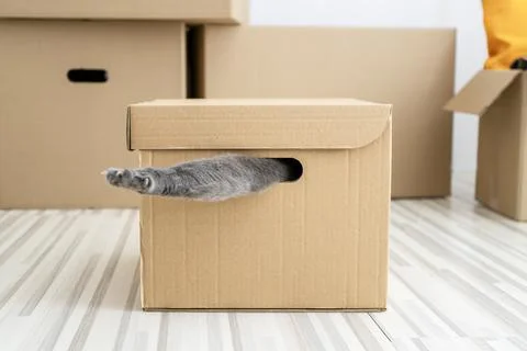 Funny grey cat looking curious out of a hole in a cardboard box. Stock Photos
