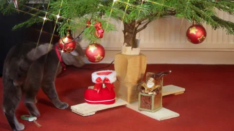 Funny grey cat playing with Christmas balls, fir tree, cute animal, paws Stock Footage 56300106