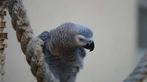 Funny grey parrot scratching head and ruffling his feathers in slowmotion Stock-Footage 205592116