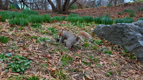 Funny grey squirrel holding a nut in its mouth is digging ground. Animal tries Stock Footage 331794647