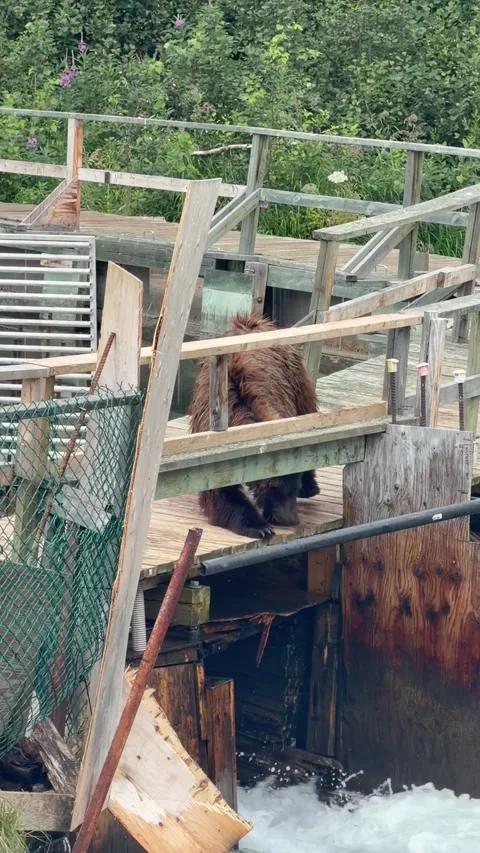 Funny Grizzly Bear Confounded by Human Bridge, British Columbia, Canada - 07 Aug 動画素材 342286723