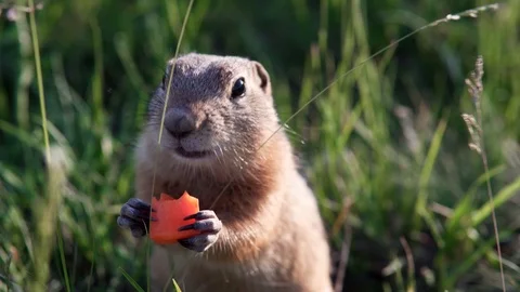 Funny ground squirrel sits in the grass and nibbles or eats a carrot. Stock Footage 113878527