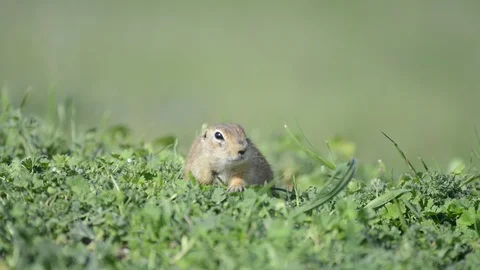 Funny Ground squirrel (Spermophilus pygmaeus) eating grass Stock-Footage 120536118
