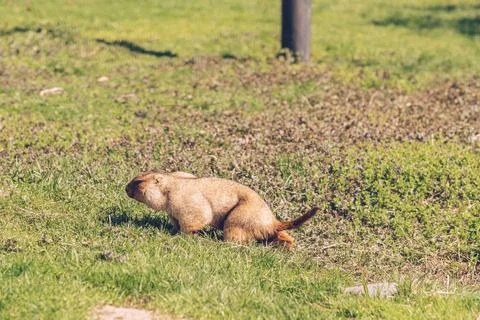 Funny Groundhog crawling on grass Stock Photos