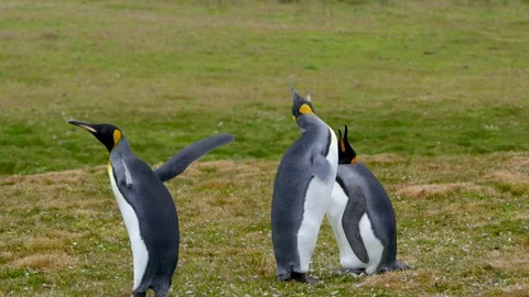 Funny Group of 3 King Penguins Swat at Each Other. Flapping Wings on Grassy.. Stock Footage 339510234