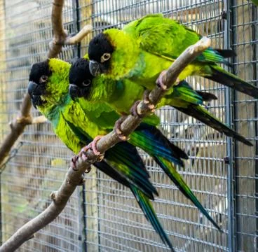 Funny group of Nanday conures sitting on a branch in the aviary, Colorful and Stock Photos
