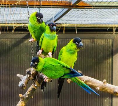Funny group of Nanday parakeets sitting together on a branch in the aviary, p Stock Photos