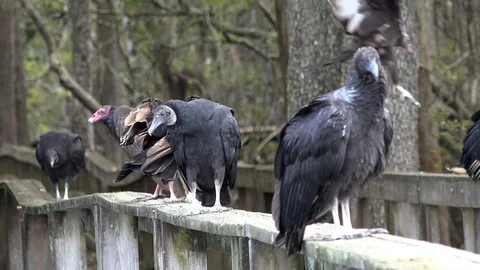 Funny group of vultures. 4K Stock Footage 98158251