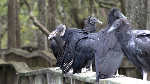 Funny group of vultures. 4K Stock Footage 98158280