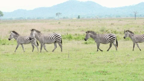 Funny group of zebras pass from right to left, last one stops and looks at us. Stock Footage 86857744
