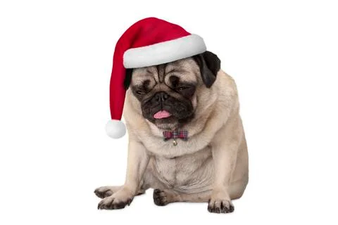 Funny grumpy faced pug puppy dog with red santa hat for Christmas sitting Stock Photos